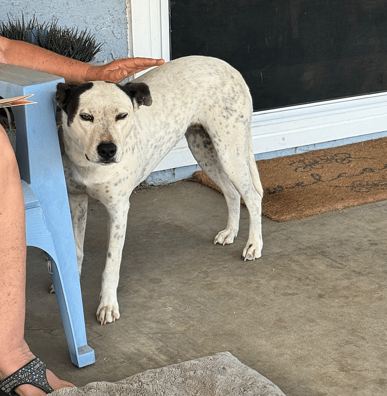 Layla - Dog available for adoption